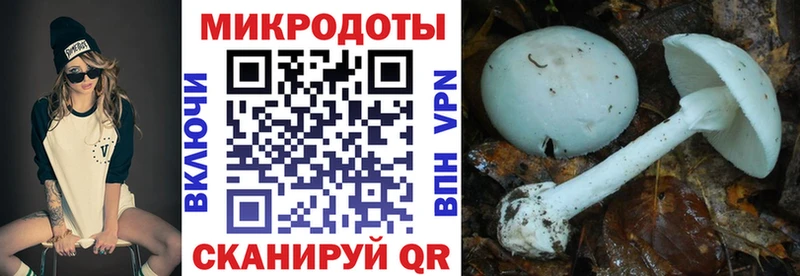 Купить где  Наро-Фоминск  Галлюциногенные грибы Psilocybe 